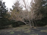 Serra_Pizzuta - 20052012 204.jpg